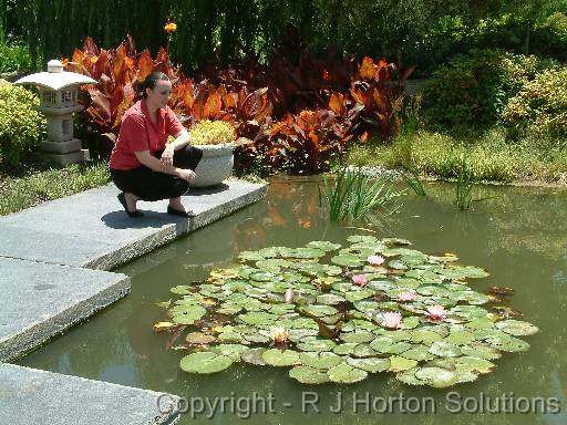 Waterlilies Sarah 